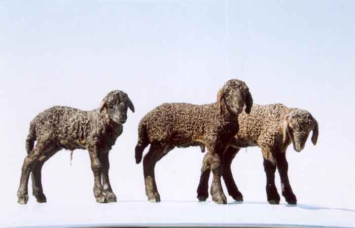Каракульская порода овец: описание и характеристики - домашние наши друзья