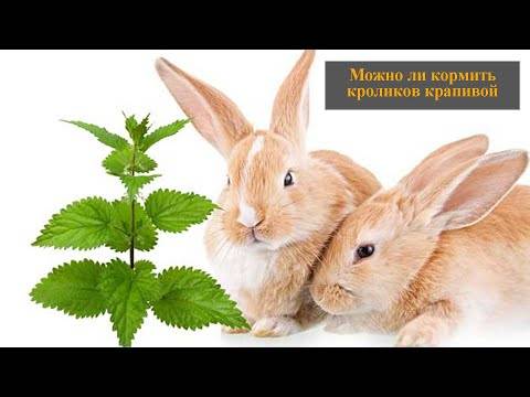 Можно ли кормить кроликов петрушкой - агро эксперт