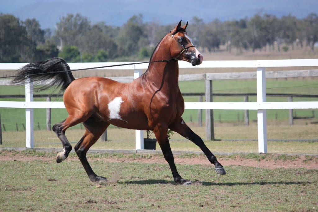 Арабская лошадь: описание породы, рост, характер