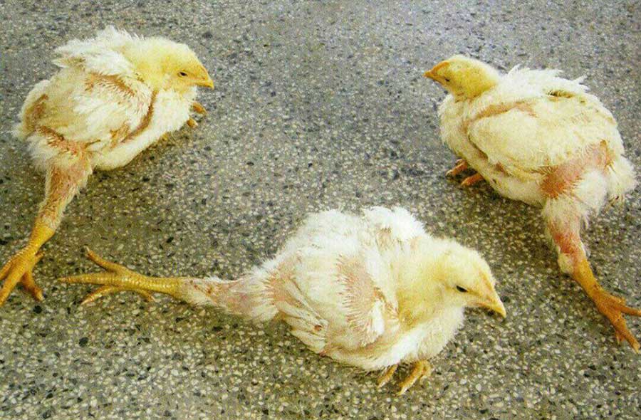 Бройлеры и цыплята садятся на ноги: почему и что делать, причина, лечение