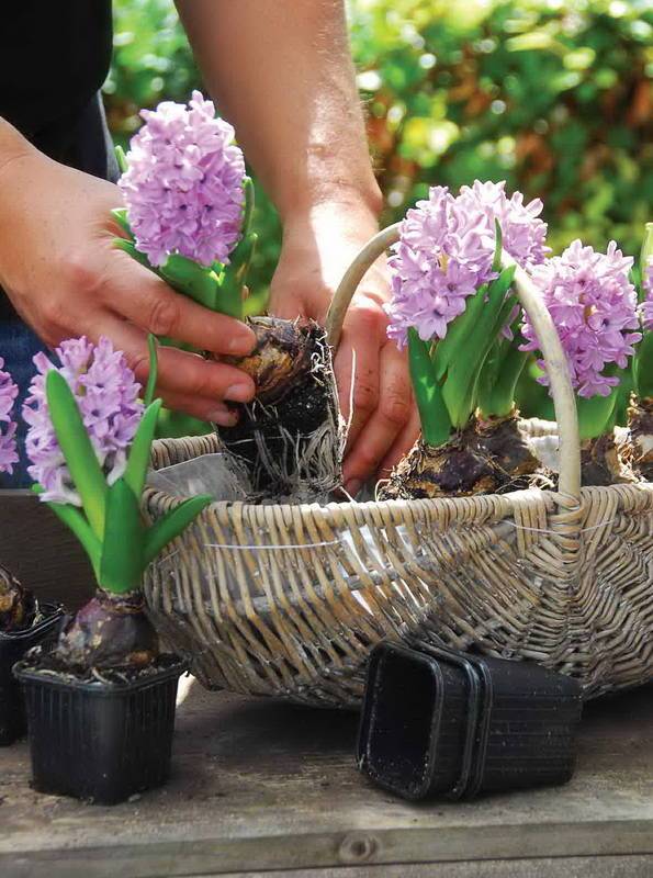 Как посадить луковичные в горшки для обильного цветения весной.