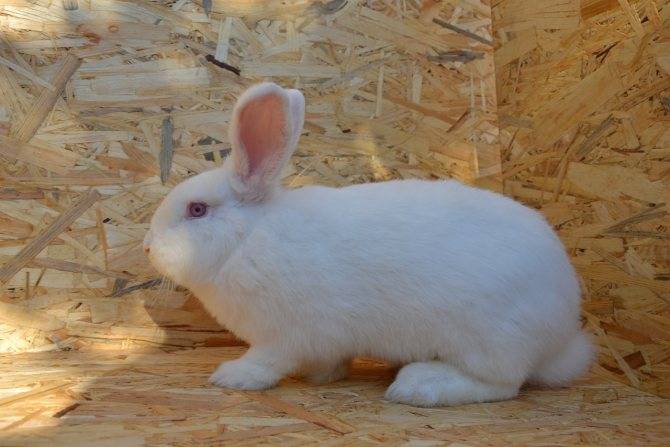 Новозеландский кролик: характеристика породы белых кроликов