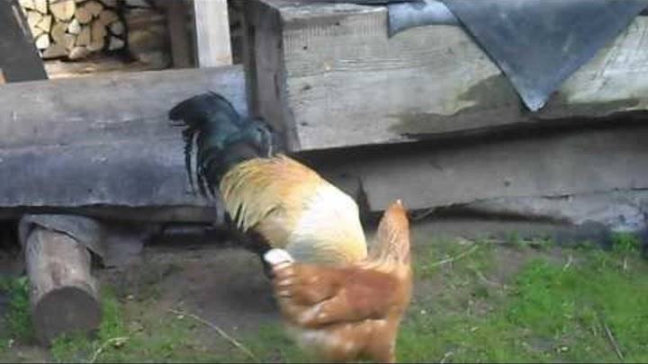 Как петух оплодотворяет курицу: схема размножения кур