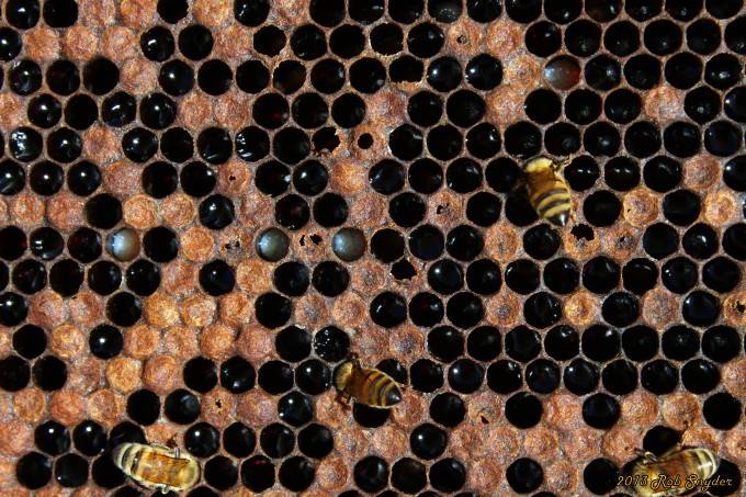 Симптомы и диагностика гнильца у пчел, лечение и профилактика