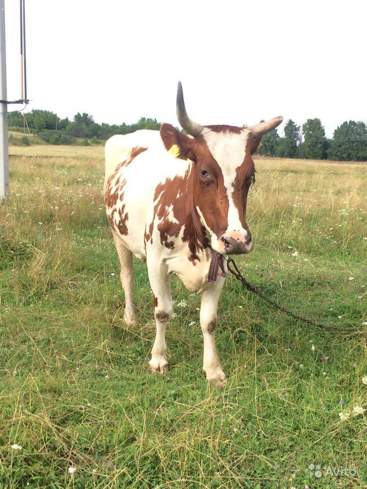 Айрширская порода коров - описание, характеристики, отзывы