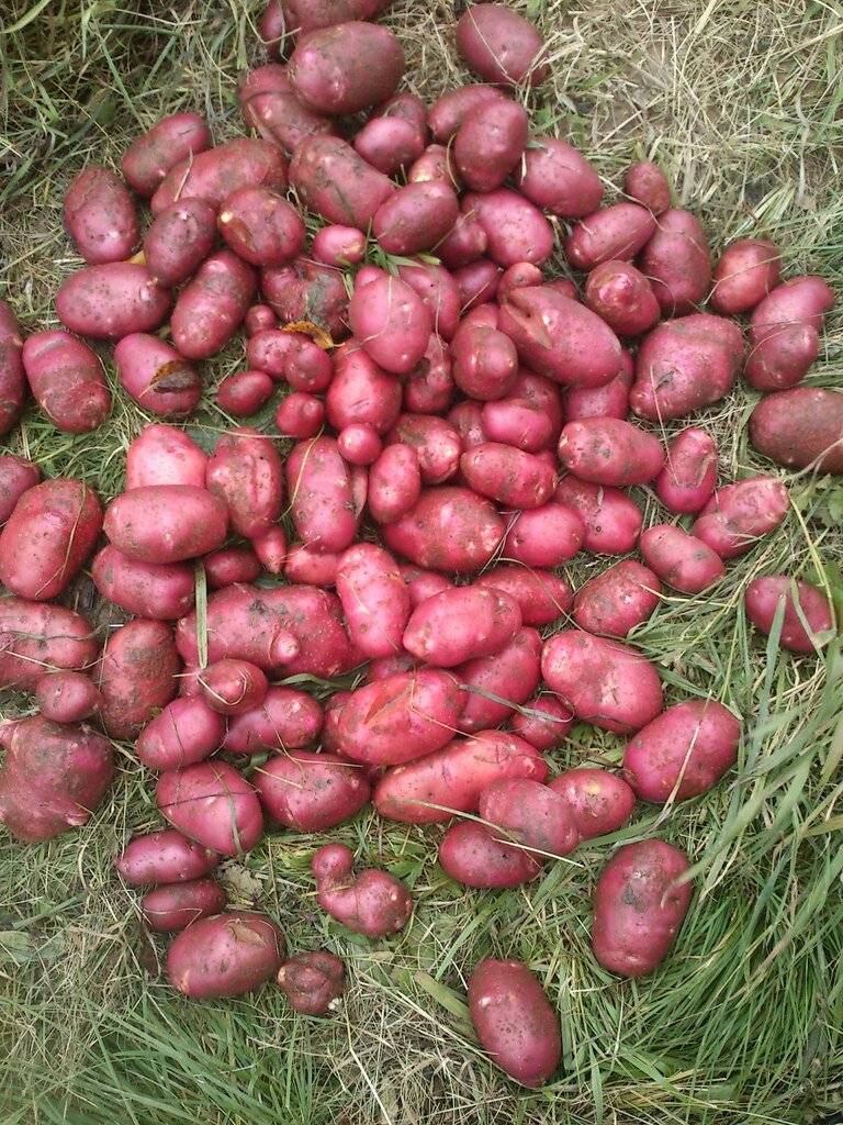 Картофель розара: описание и характеристики сорта, выращивание и уход, отзывы с фото