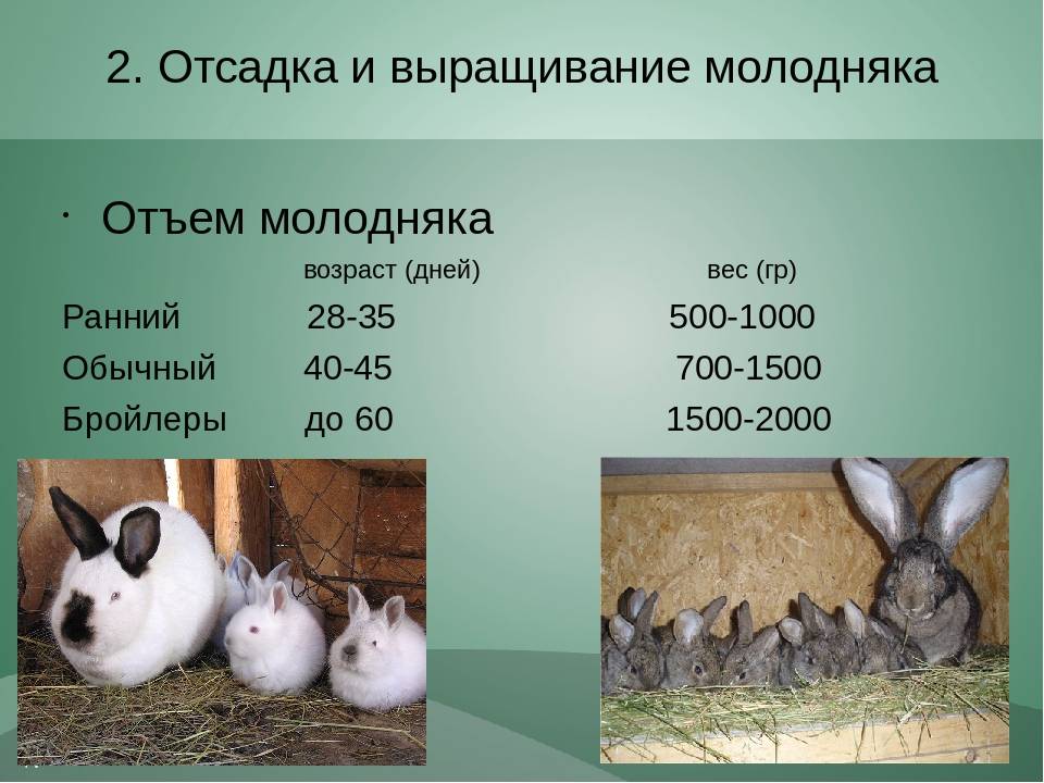Чем лучше кормить кроликов для быстрого набора веса?