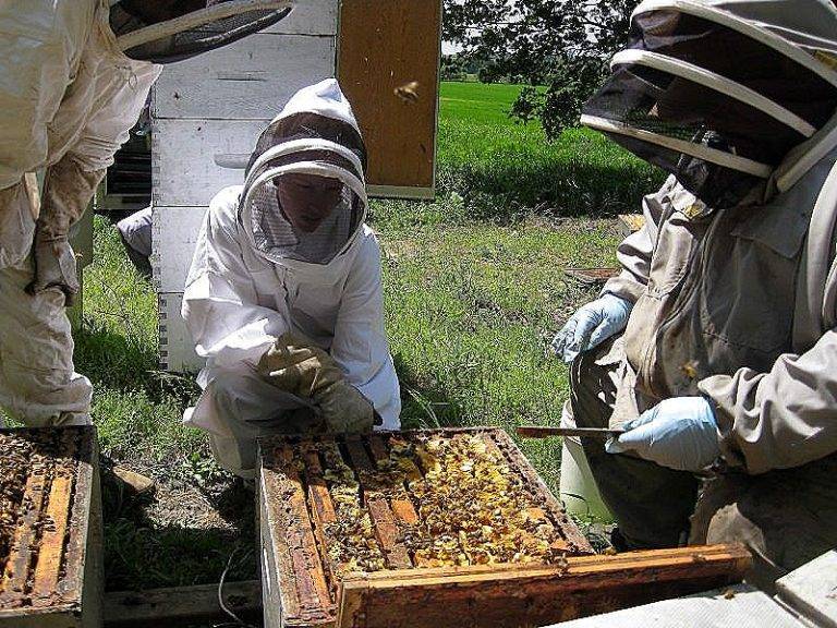 Как заняться пчеловодством с нуля: с чего начать, что важно учесть