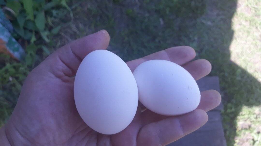 Пациентам: польза и вред куриных яиц