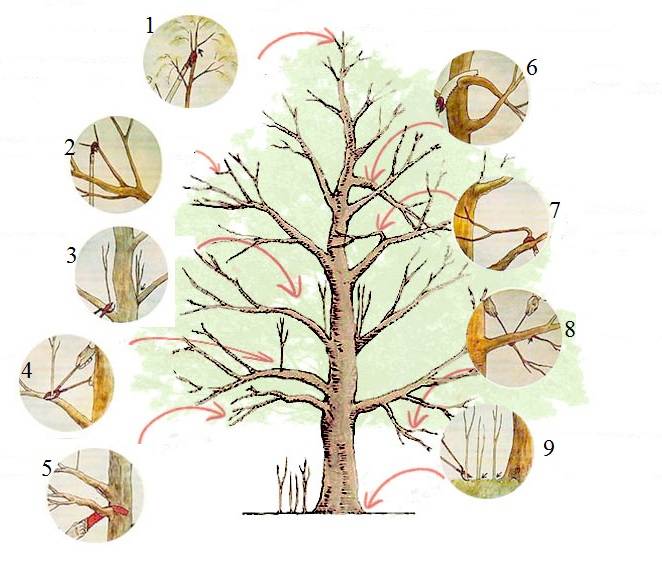 Как правильно обрезать деревья — подробное описание для начинающих и особенности обрезки основных видов плодовых деревьев (80 фото)