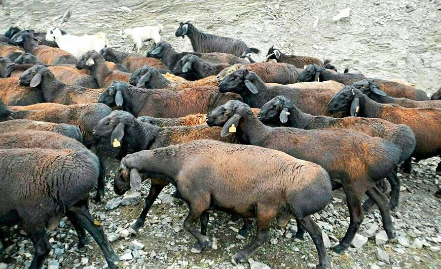 Гиссарская порода овец - содержание и разведение, характеристика