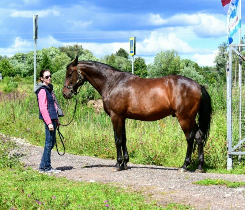 Кабардинская и карачаевская порода лошадей отличия