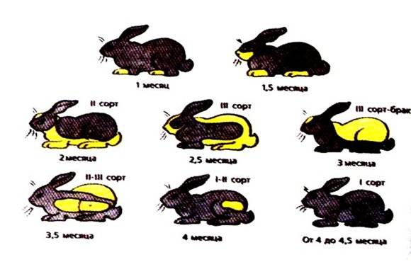 Как определить возраст кролика при покупке?