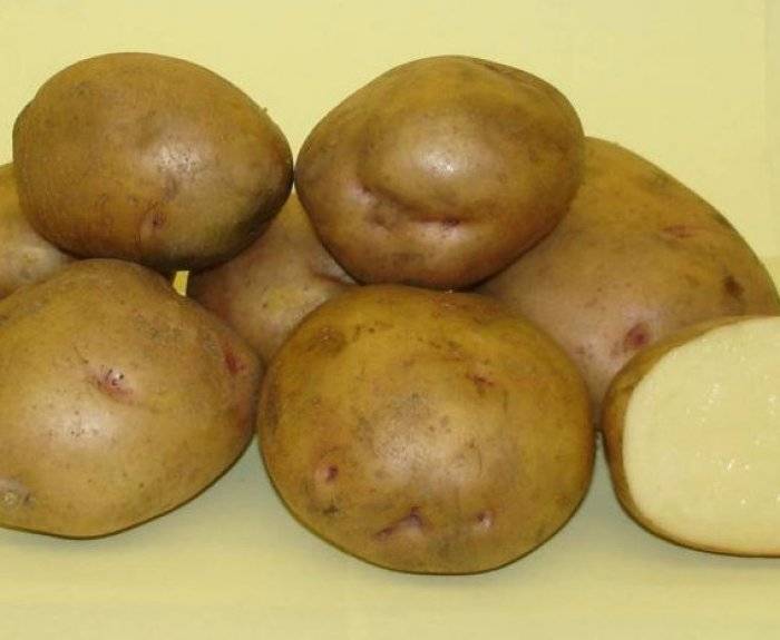 Картофель жуковский: описание раннего сорта и особенности выращивания для получения хорошего урожая