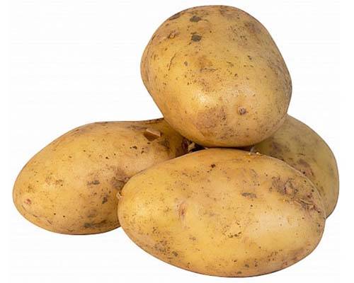 Описание и фото сорта картофеля невский: инструкции по выращиванию и уходу