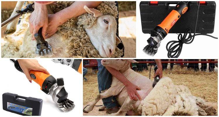 Разновидности ножниц для стрижки овец и как выбрать прибор, сколько стоят
