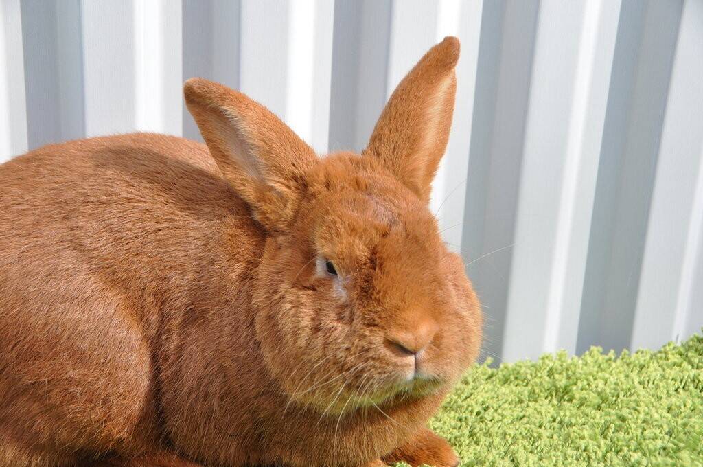 Новозеландский кролик – лучший выбор заводчика