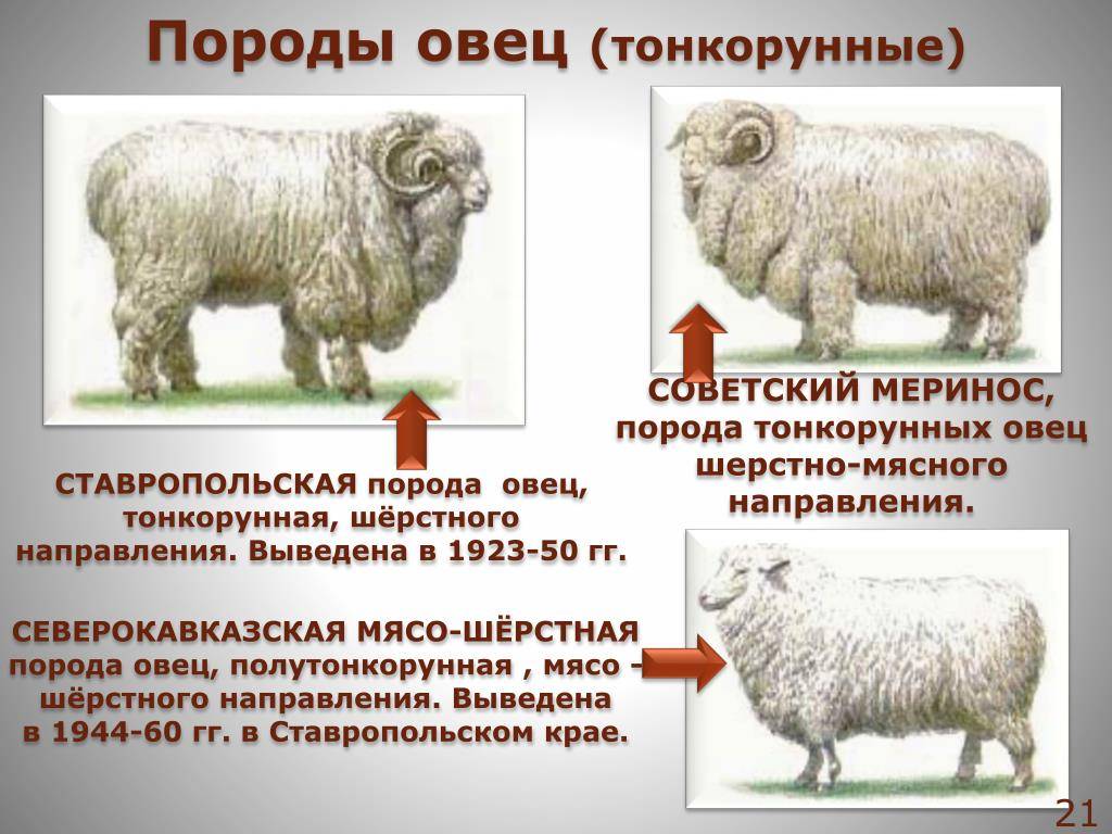 Порода овец меринос: фото, что за животное, характеристика, происхождение