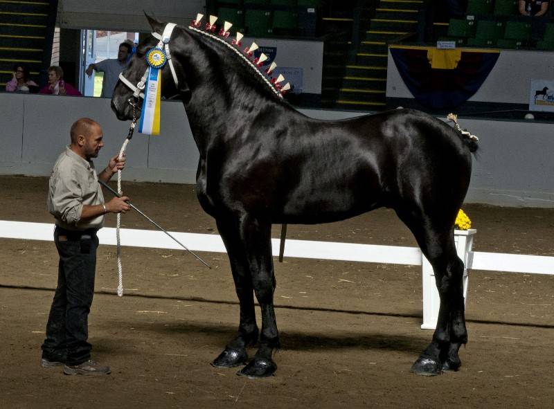 ᐉ какая самая дорогая лошадь в мире, стоимость и фото - zooon.ru