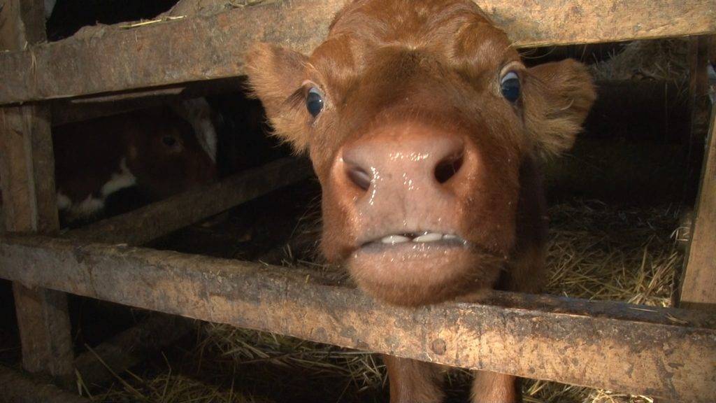 Лейкоз коров - болезни коров