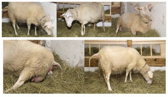 Содержание и кормление овец в зимний период