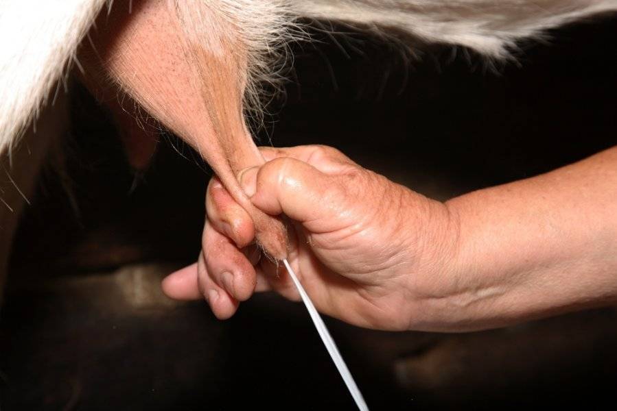 Как правильно доить корову: ручной и аппаратный методы