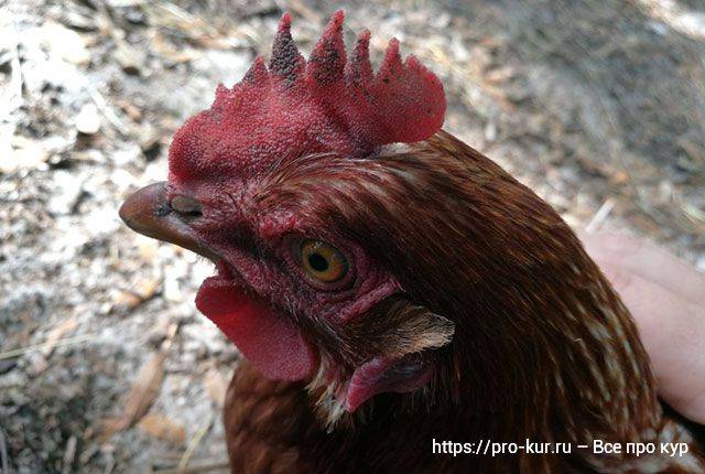Почему у куриц почернел гребень: что делать и как лечить? причины, болезни, препараты, профилактика