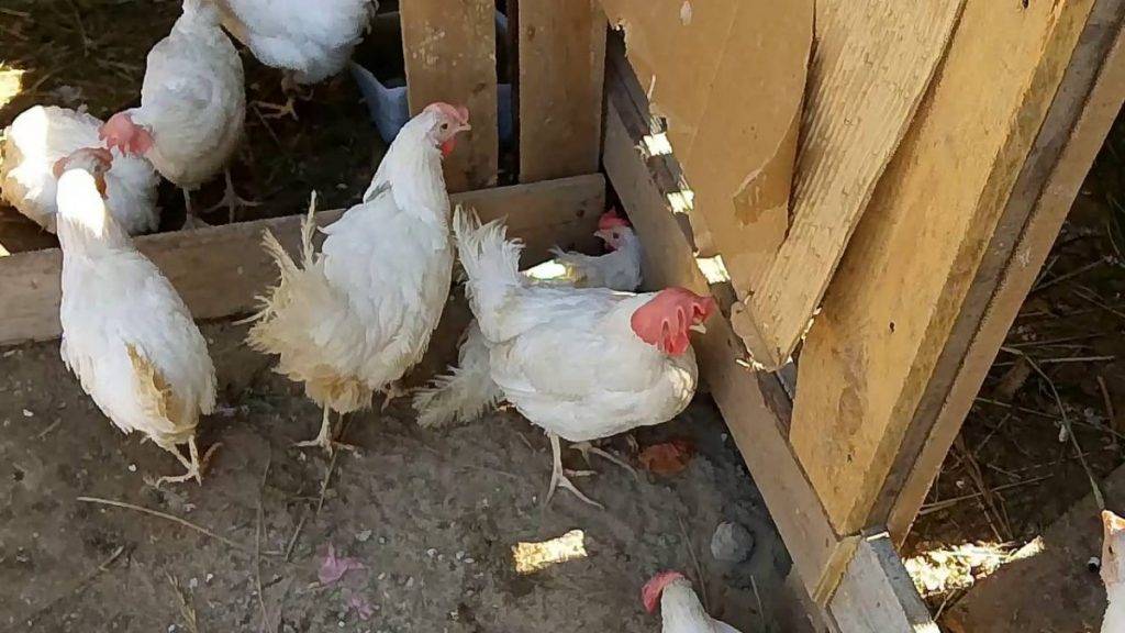 Курица породы белый леггорн: описание, разновидности