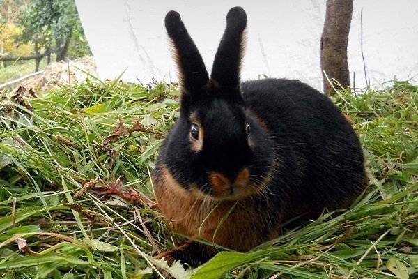 Чёрно-огненный кролик: внешний вид породы, продуктивность и способы выращивания