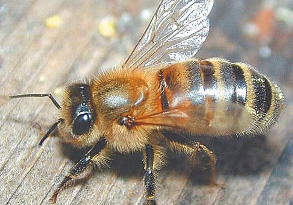 Какая порода пчел лучше: карпатка или карника, и в чем заключаются отличия между ними