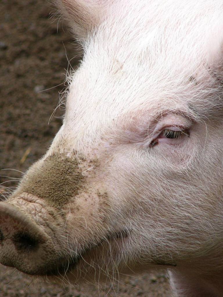 У свиньи температура: чем лечить?