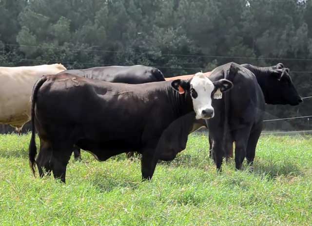 Цистицеркоз коров - болезни коров