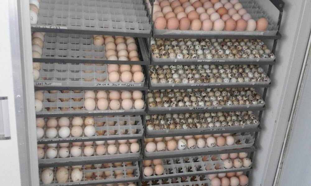 Как выбрать бытовой инкубатор для яиц