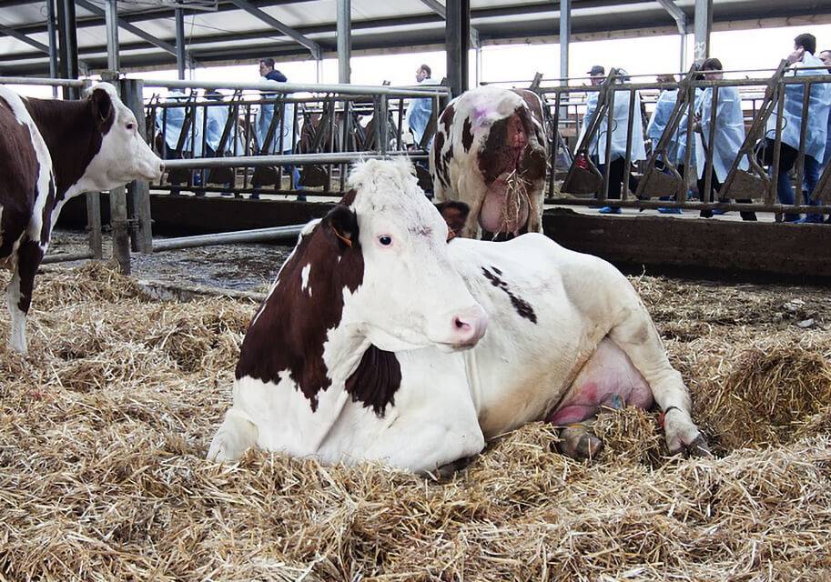 Кормление коров в новотельный период