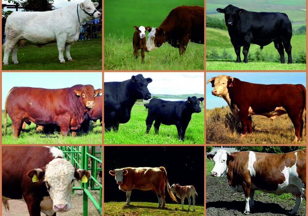 Мясомолочные коровы: отличительные характеристики, список самых популярных пород