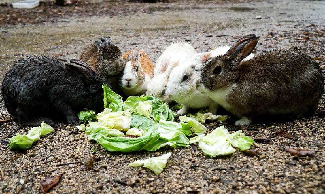 Можно ли давать кроликам арбузные корки, едят ли они корочки?