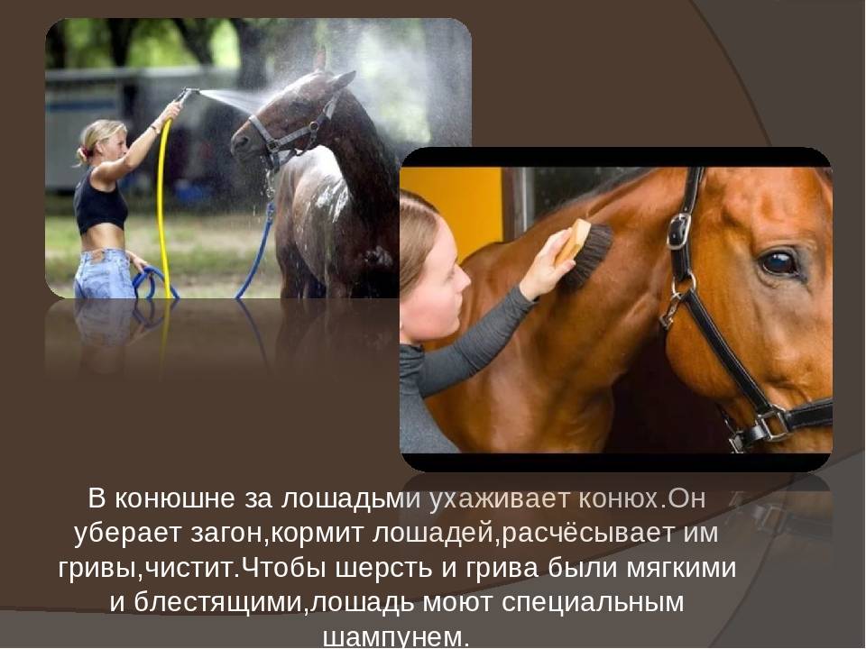 Уход за лошадьми - horse grooming - abcdef.wiki