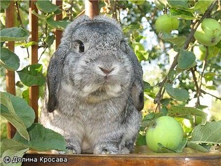 Можно ли кроликам давать яблоки?
