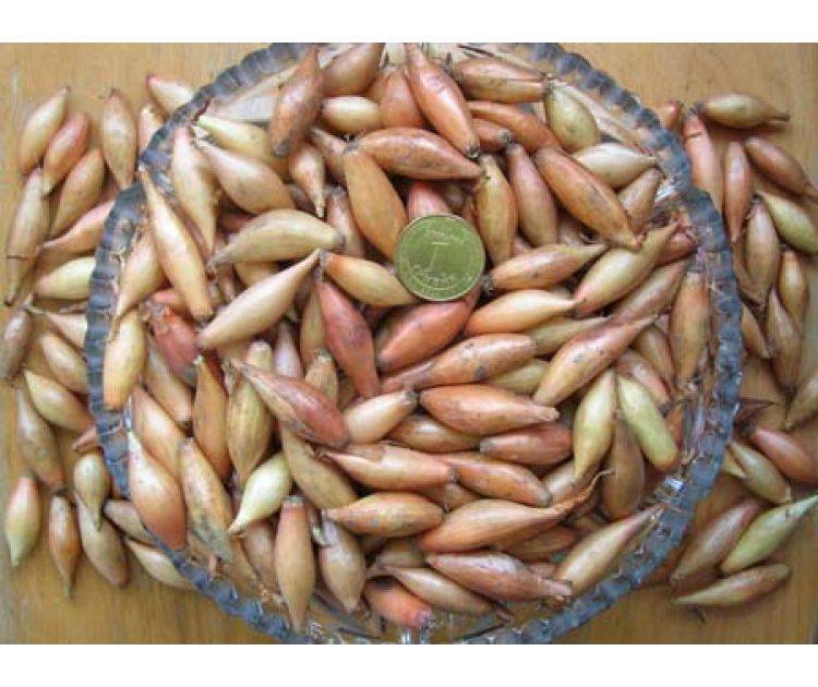 Получивший широкую популярность среди овощеводов — лук бамбергер: фото севка и описание сорта