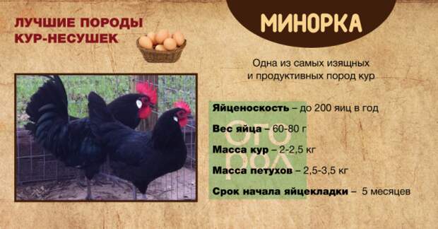 ᐉ порода кур минорка: описание с фото, отзывы - zooon.ru