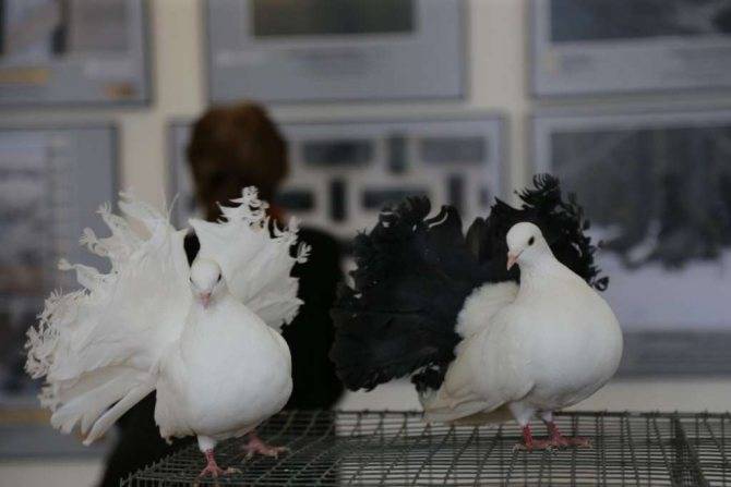 Как разводить голубей павлинов в домашних условиях