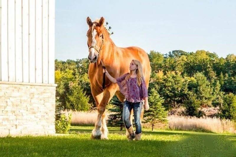 Самая высокая лошадь: в мире, характеристики, породы, мировые рекордсмены