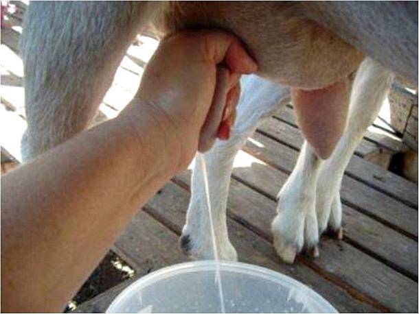 Как козу доить: правильно раздоить после первого окота и сколько раз в день нужно доение