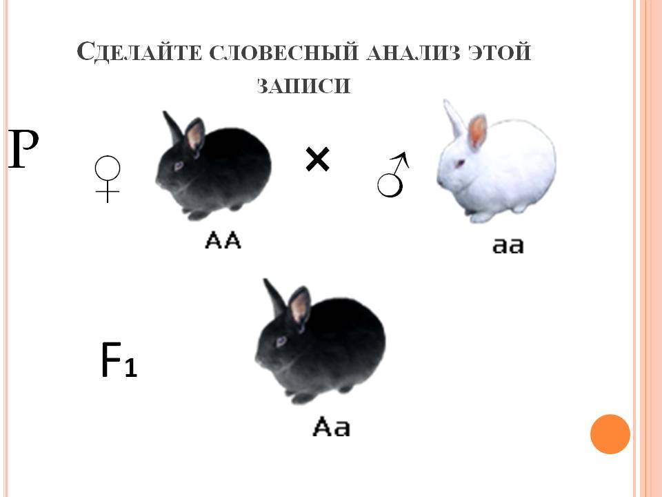 Какая дальность родства кроликов допустима для создания пары производителей?