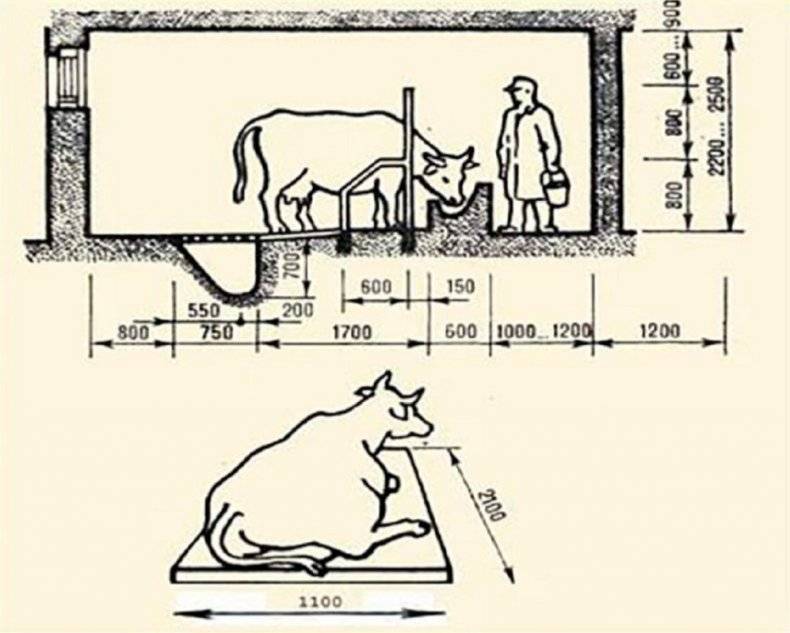Как сделать стойло для коровы в частном подворье?
