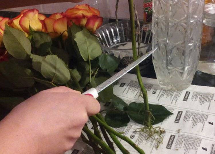 Как убрать воск с розы (покупных саженцев и черенков, из коробки), надо ли снимать восковое покрытие с рассады при посадке?