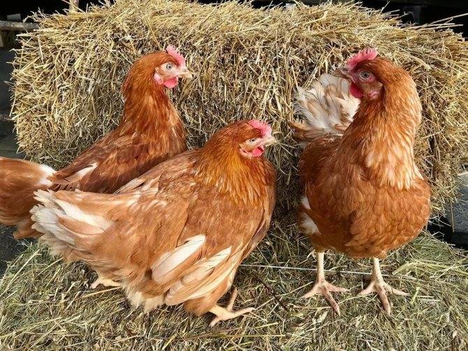 Кросс курицы - преимущества и недостатки, популярные виды