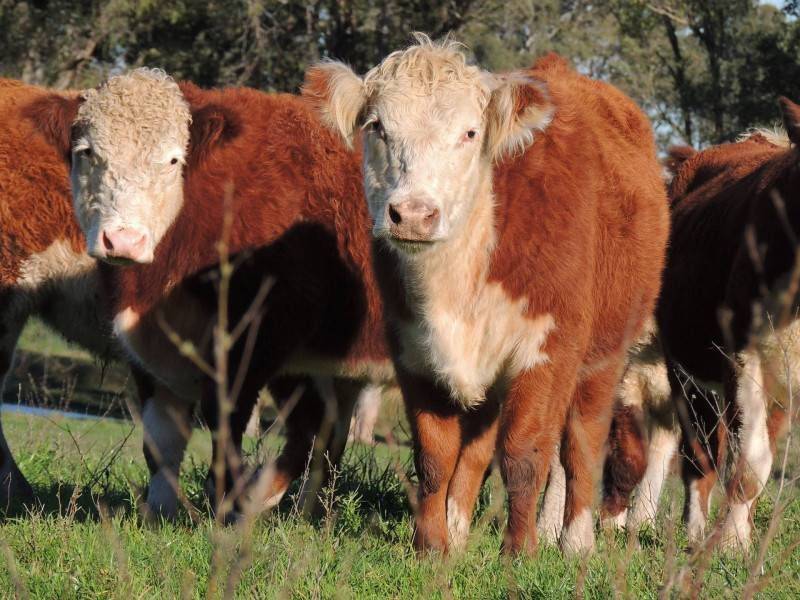 Герефордская порода коров: особенности содержания, питания и разведения. мясная герефордская порода коров: характеристика | milklife