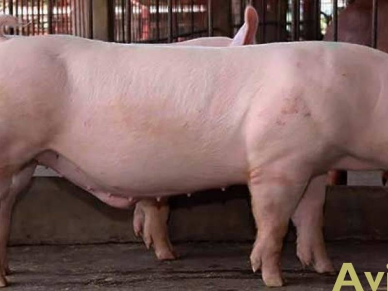 Ландрас — порода свиней: характеристика, описание, кормление и уход