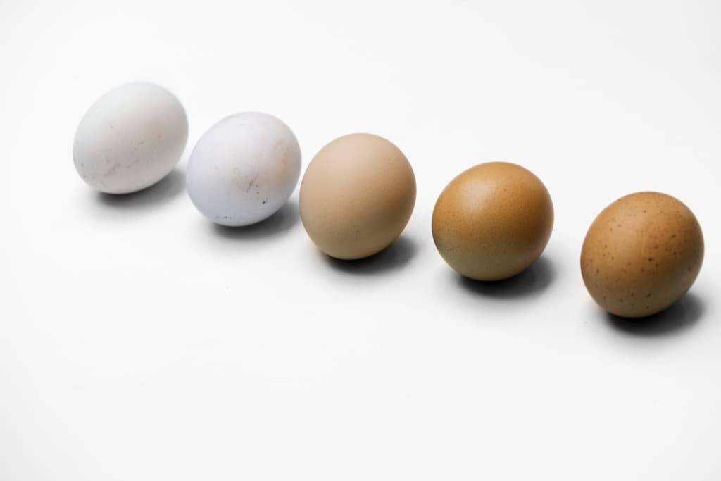 От чего зависит цвет скорлупы куриного яйца